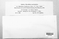 Calycina herbarum image